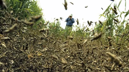 கொரோனாவைத் தொடர்ந்து வெட்டுக்கிளிகள்... இந்தியாவுக்குள் புகுந்து விவசாயத்தைப் பாதிக்கும் என பகீர் எச்சரிக்கை!
