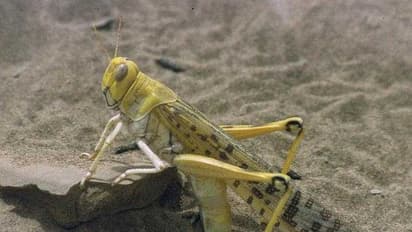 पाकिस्तान से आए नए दुश्मन, यूपी के मथुरा में तैयार है हथियार