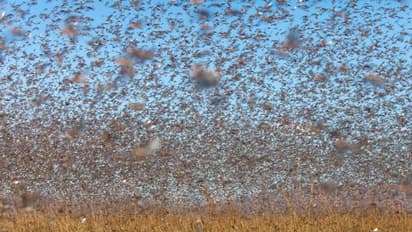 তাণ্ডব থেকে রেহাই পেল না মহারাষ্ট্রও, বিপদ বাড়িয়ে এবার আফ্রিকা থেকে ছুটে আসছে পঙ্গপাল বাহিনী