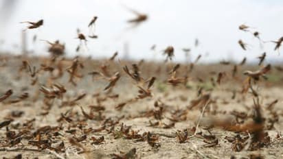 পঙ্গপাল হামলায় উত্তরের পর সন্ত্রস্ত দক্ষিণ ভারতও, খেদাতে এবার মোদী সরকার হাত মেলাচ্ছে পাকিস্তানের সঙ্গে