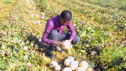 തൈക്കുമ്പളം കൃഷി ചെയ്തു, 70 ദിവസം കൊണ്ട് ഈ കര്ഷകന് നേടിയത് 21 ലക്ഷം രൂപ !