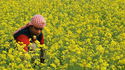 ഇതാണ് നാമുപയോഗിക്കുന്ന കടുകിലെ വിവിധ ഇനങ്ങള്; കൃഷിരീതി ഇങ്ങനെ