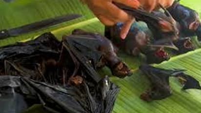 കോഴിക്കോട്ടെ കാരശ്ശേരിയിൽ വവ്വാലുകള് ചത്തനിലയിൽ; ആശങ്കയോടെ നാട്ടുകാർ