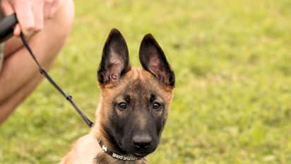 ಫ್ಲ್ಯಾಟ್ಗೊಂದೇ ನಾಯಿ ಸಾಕಲು ಅವಕಾಶ; ಲೈಸೆನ್ಸ್ ಕಡ್ಡಾಯ