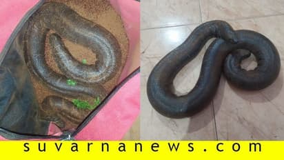 ಅಪರೂಪದ ಎರಡು ತಲೆ ಹಾವಿನ ಮಾರಾಟಕ್ಕೆ ಯತ್ನ