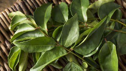 രാവിലെ വെറുംവയറ്റില്‍ കറിവേപ്പില ചവയ്ക്കാം; കിടിലന്‍ ഗുണങ്ങളാണ്...