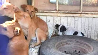 খড়গপুর আইআইটি থেকে লোপাট হচ্ছে কুকুর, পুলিশে অভিযোগ স্বেচ্ছাসেবী সংস্থার