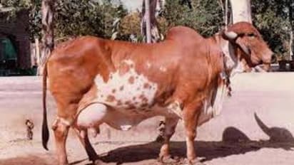 నాలుగు లక్షలు పలికిన.. ఎనిమిది నెలల వయసున్న పుంగనూరు ఆవు..