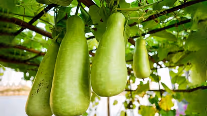 Bottle gourd