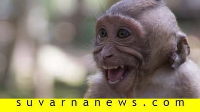 ಆಡುತ್ತಿದ್ದ ಮಗುವಿನ ಮೇಲೆ ಮಂಗಗಳ ದಾಳಿ