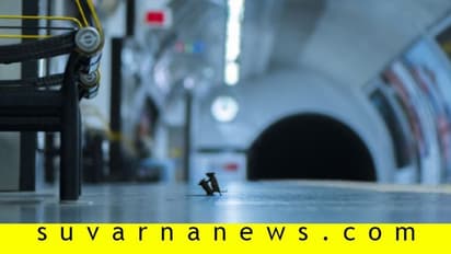 ಇಲಿಗಳ ಜಂಗಿ ಕುಸ್ತಿ: ಅಪರೂಪದ ಕ್ಷಣ ಸೆರೆಹಿಡಿದ ಫೋಟೋಗ್ರಾಫರ್‌ಗೆ ಪ್ರಶಸ್ತಿ