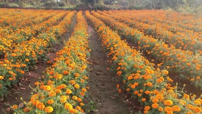 ಬಹು ಬೆಳೆ ಬೇಸಾಯ, ಉತ್ತಮ ಆದಾಯ: ಇದು 21 ವರ್ಷದ ಯುವ ರೈತನ ಚಮತ್ಕಾರ