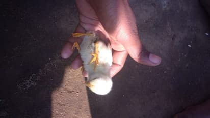 'ভগবানের লীলা', ডিম ফুটে বেরোল চারপেয়ে মুরগিছানা