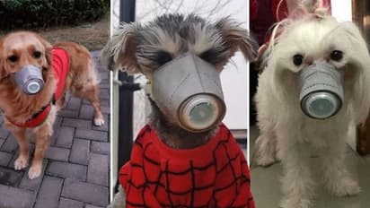 कोरोना का खौफ : चीन में कुत्ते-बिल्लियों को भी लगाया जा रहा है मास्क