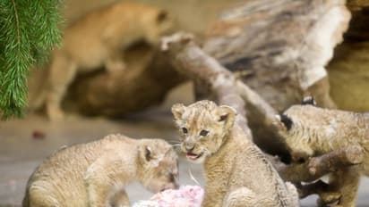 ആനന്ദമായി അവരഞ്ച് പേര്‍; കാണാം ആ കാഴ്ചകള്‍