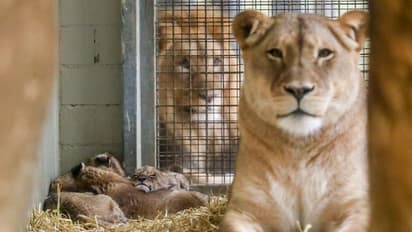 ലോക്ക് ഡൗൺ തീർന്നാലും സംസ്ഥാനത്തെ മൃഗശാലകളും എക്കോ ടൂറിസം കേന്ദ്രങ്ങളും അടച്ചിട്ടേക്കും