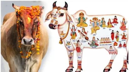 चुनाव से पहले गाय 'राज्यमाता' घोषित, महाराष्ट्र सरकार ने खेल दिया बड़ा दांव?
