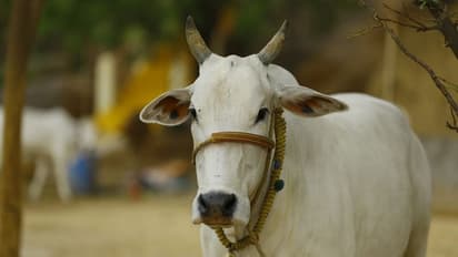গোবর ও গোমূত্রের গন্ধে নাক সিঁটকানো বন্ধ করুন, এই দিয়ে এবার তৈরি হবে টুথপেস্ট ও শ্যাম্পু