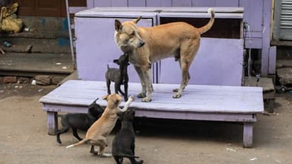 আহারে-মিউজিকে মন ভরাবে সেলেবরা, উপার্জনের অর্থ যাবে জীব-জন্তুদের উপকারে