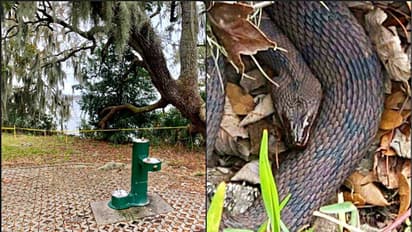 চলছে ডজনখানেক সাপের যৌথ সঙ্গম, বন্ধই করে দিতে হল বিনোদন পার্ক