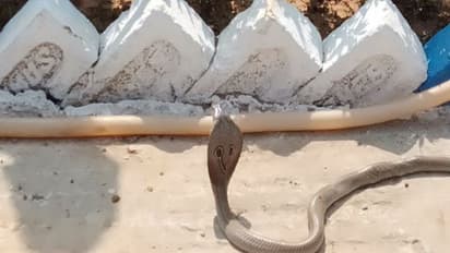 হাসপাতালে হানা বিষধরের, আতঙ্কে ছোটাছুটি রোগীদের