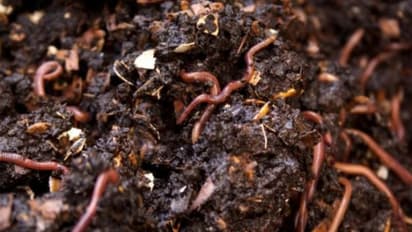 അടുക്കളയിലെ അവശിഷ്ടങ്ങള് കളയണ്ട, മണ്ണിരക്കമ്പോസ്റ്റ് നിര്മിക്കാം