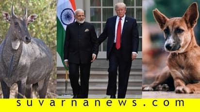 ಟ್ರಂಪ್ ಹಾದಿ ಸುಗಮಗೊಳಿಸಲು ನಾಯಿ, ನೀಲಿ ಜಿಂಕೆ 'ಮಾಯ': ಪಾನ್ ಅಂಗಡಿ ಸೀಲ್!