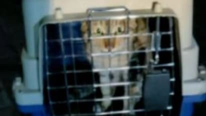 கப்பலில் வந்த சீனா பூனை...வண்டலூர் பூங்காவில் வைக்க திட்டம்... அஞ்சத்தேவையில்லை என சுகாதாரத்துறை வேண்டுகோள்...