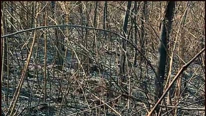 തൃശൂരിലെ കാട്ടുതീ മനുഷ്യ നിര്മിതമെന്ന് വനം വകുപ്പ്; അന്വേഷണം തുടങ്ങി