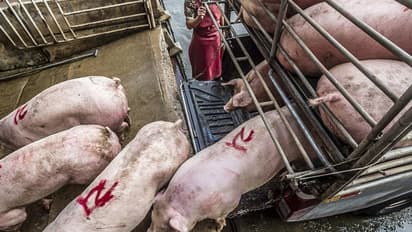 തീന്‍ മേശയിലേക്ക് പന്നി ഇറച്ചിയെത്തുന്നത് ഇങ്ങനെ; ഉള്ളുലയും കാഴ്ചകള്‍