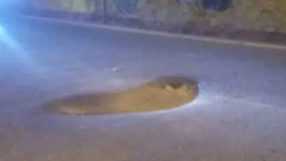 മരണക്കെണിയായി റോഡിലെ കുഴി; ജനപ്രതിനിധികൾ തിരിഞ്ഞു നോക്കുന്നില്ലെന്ന് നാട്ടുകാർ