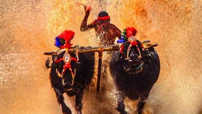 ರಾಜ್ಯದಲ್ಲಿ 200ಕ್ಕೂ ಹೆಚ್ಚು ಕಂಬಳ ಓಟಗಾರರು!