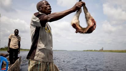 यहां सरेआम बेचा जाता है अजगर से लेकर मगरमच्छ का मांस, चीन नहीं, इस देश का है मामला