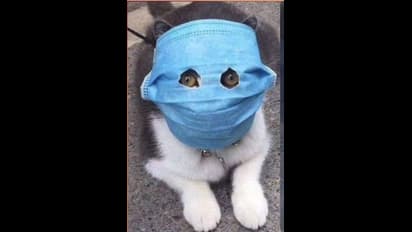 கொரோனா எதிரொலி..!வைரலாகும் "மாஸ்க் அணிந்த பூனை" போட்டோ...!