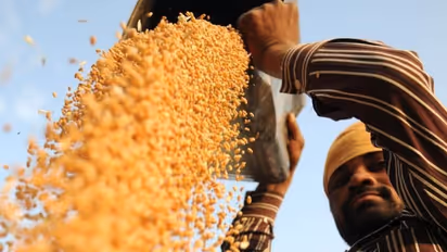 अन्नदाता के लिए जानें कैसे 'सोना' साबित हो रहा है काला गेहूं