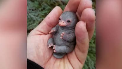 'ഇതേത് ജീവി?'; വൈറല് ഫോട്ടോയില് കണ്ട ജീവി സത്യമോ?