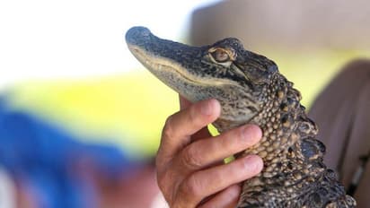 ಬಾಗಲಕೋಟೆ: ತೇರದಾಳದಲ್ಲಿ ಮತ್ತೆ ಮೊಸಳೆ ಮರಿಗಳು ಪ್ರತ್ಯಕ್ಷ, ಆತಂಕದಲ್ಲಿ ರೈತರು