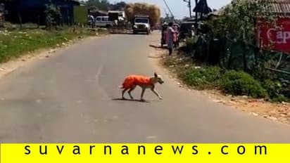 ಧರ್ಮಸ್ಥಳ ಪಾದಯಾತ್ರೆಯಲ್ಲಿ ಭಾಗಿಯಾದ ಶ್ವಾನ..!