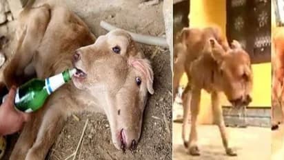 2 தலை.. 4 கண்கள்..! அதிசய தோற்றத்துடன் கன்றை ஈன்ற பசுமாடு..!