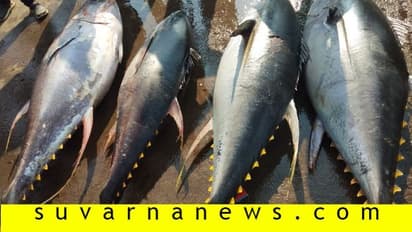 ಬಲೆಗೆ ಬಿತ್ತು 200 ಕೆಜಿ ತೂಗುವ ಅಪರೂಪದ ಮೀನು, ಇದರ ಚಂದ ನೋಡಿ