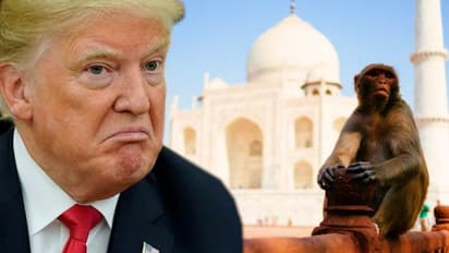 Monkey menace: Cause of concern during Donald Trump’s trip to Agra