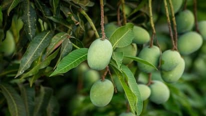 ಈ ವರ್ಷ ಅರ್ಧಕ್ಕರ್ಧ ಮಾವಿನ ಫಸಲು ಕುಂಠಿತ