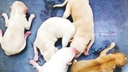 விபத்தில் இறந்த நாயின் வயிற்றில் துடித்த குட்டிகள்..! அறுவை சிகிச்சையில் காப்பாற்றப்பட்ட அதிசயம்..!