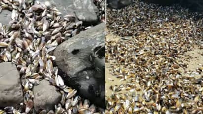 കാലാവസ്ഥാ വ്യതിയാനം; കടൽത്തീരത്ത് അടിഞ്ഞുകൂടിയത് അരലക്ഷത്തോളം കല്ലുമ്മക്കായകൾ