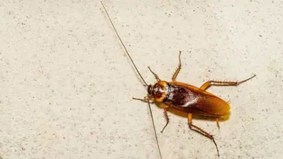 Did you know, cockroach milk more beneficial than cows milk; read this