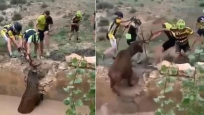 ചെളിവെള്ളത്തില്‍ കുടുങ്ങിയ മാനിന് കൈ സഹായവുമായി സൈക്കിള്‍ ഓട്ടക്കാര്‍; വൈറലായി വീഡിയോ