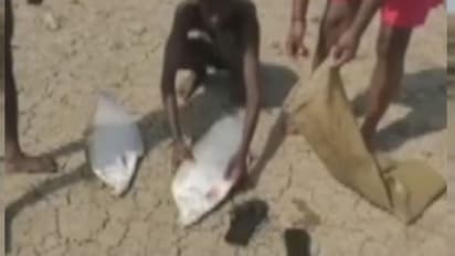 दुर्लभ है अमेरिका बांग्लादेश की ये मछली, इंटरनेशन मार्केट में काफी डिमांड; कीमत 500 रुपये किलो