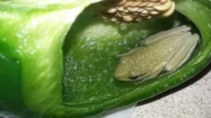 കാപ്സിക്കം മുറിച്ചപ്പോള് അതിനകത്ത് ജീവനുള്ള തവള!