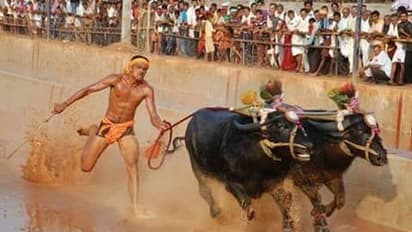 భళా కంబళ.. తొలిసారిగా బెంగళూరులోని ప్యాలెస్ గ్రౌండ్ లో నిర్వహణ.. ఏమిటీ పోటీలు.. ? (ఫొటోలు)