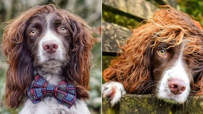 ഇതാര് സിനിമാനടനോ? കിടിലന് 'ഹെയര് സ്റ്റൈലു'മായി വളര്ത്തുനായ...